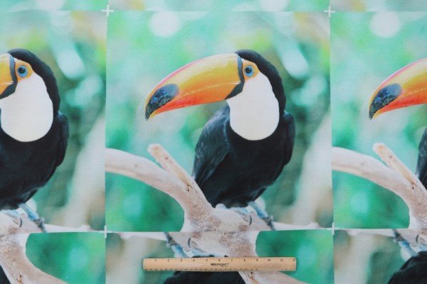 Toucan Printed Polyester 18x18 Inch Pillow Square Outdoor Fabric in Multi