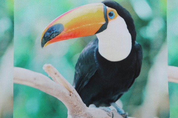 Toucan Printed Polyester 18x18 Inch Pillow Square Outdoor Fabric in Multi