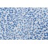 Tommy Bahama Sunny Spot Printed Polyester Outdoor Fabric in Horizon 