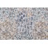 Magnolia Home Lido Printed Cotton Drapery Fabric in Aquarius 