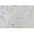 PK Lifestyles Sadie Printed Cotton Drapery Fabric in Greenery 