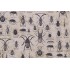 Tim Holtz Laboratory - Specimen Printed Cotton Craft Fabric in Neutral for Free Spirit 